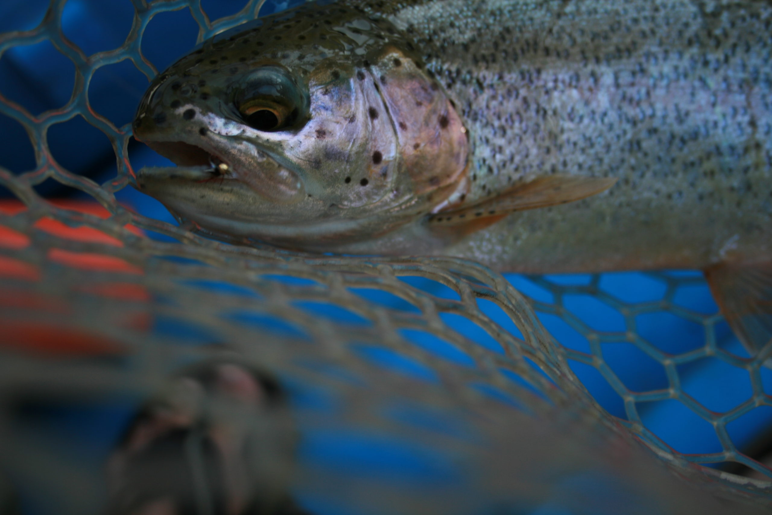 A trout caught in Aspen Colorado river