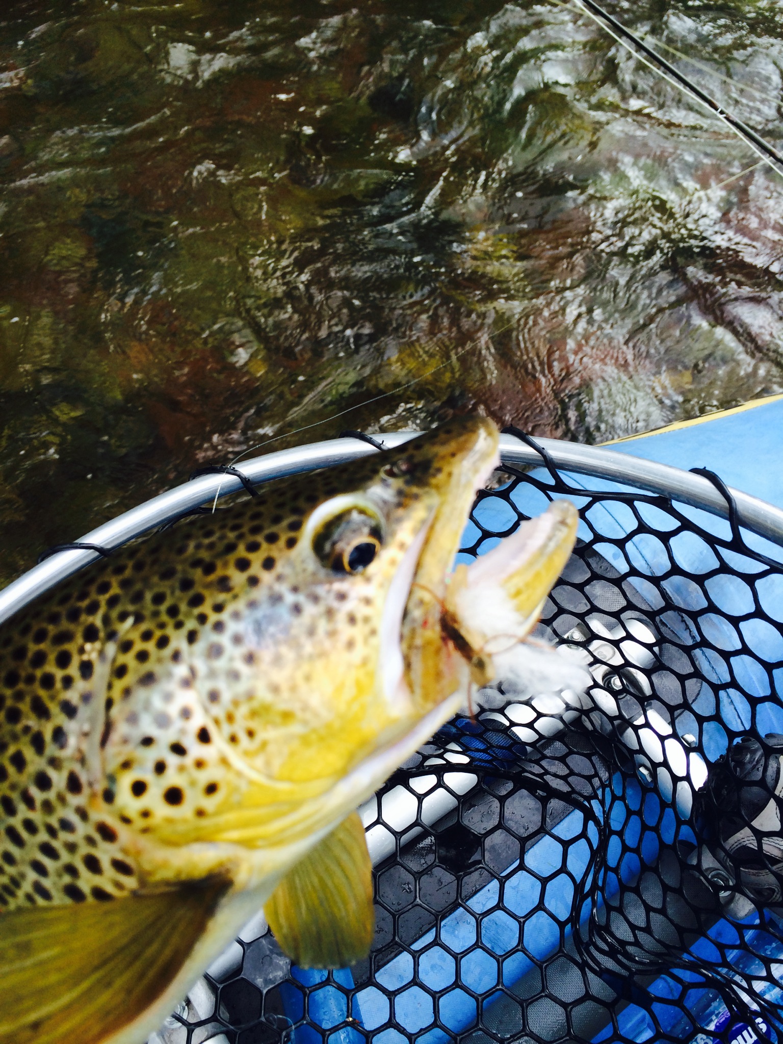 Guided Fly Fishing in Aspen