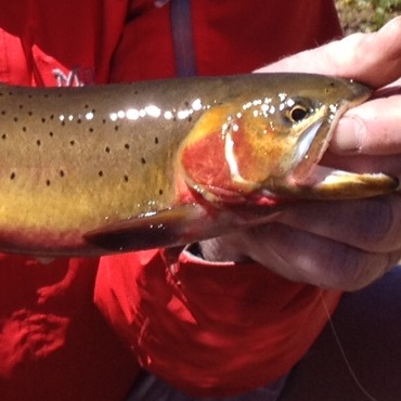 cuthroat fish from Aspen area river