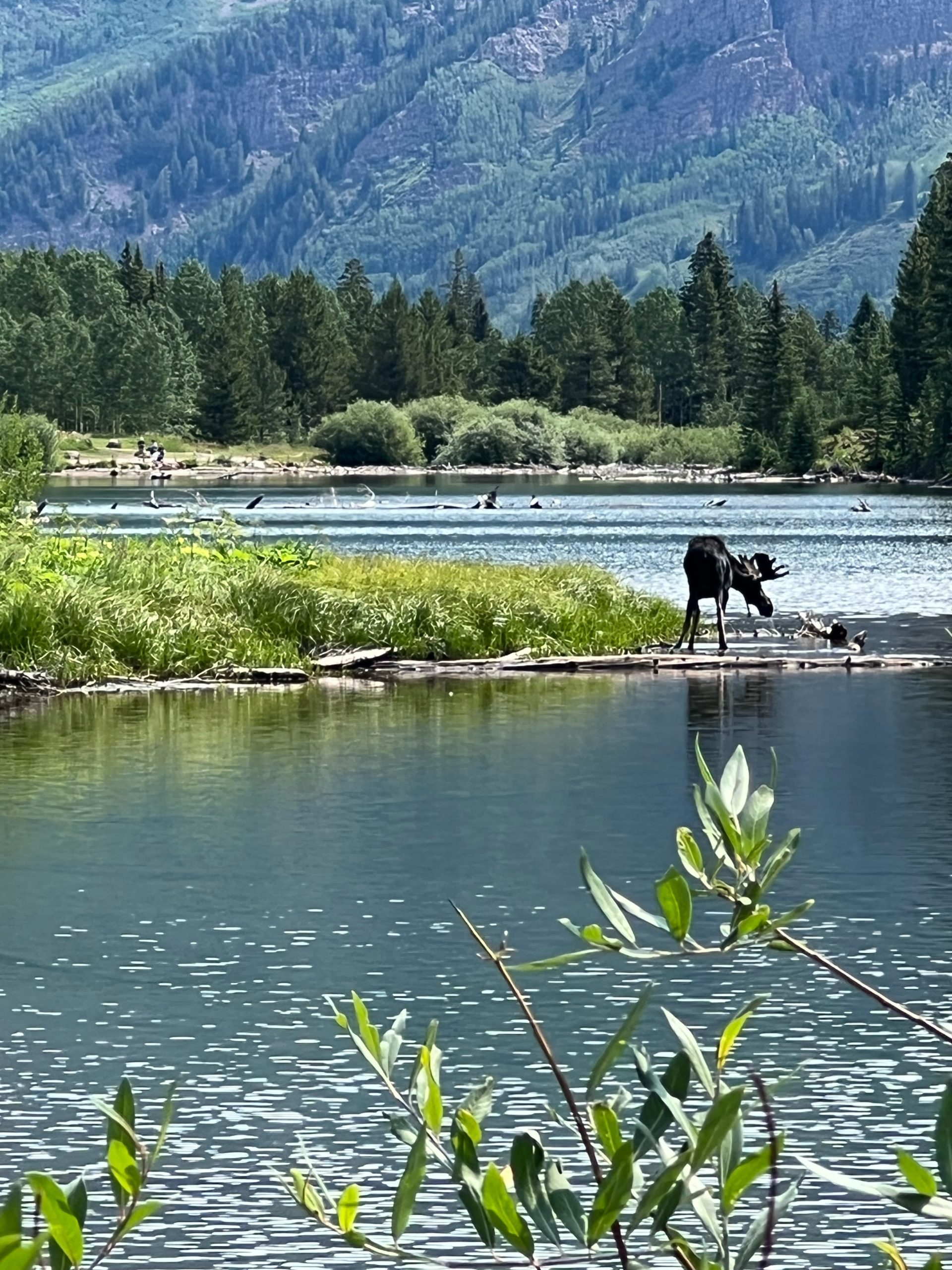 Aspen Moose Fly Fishing