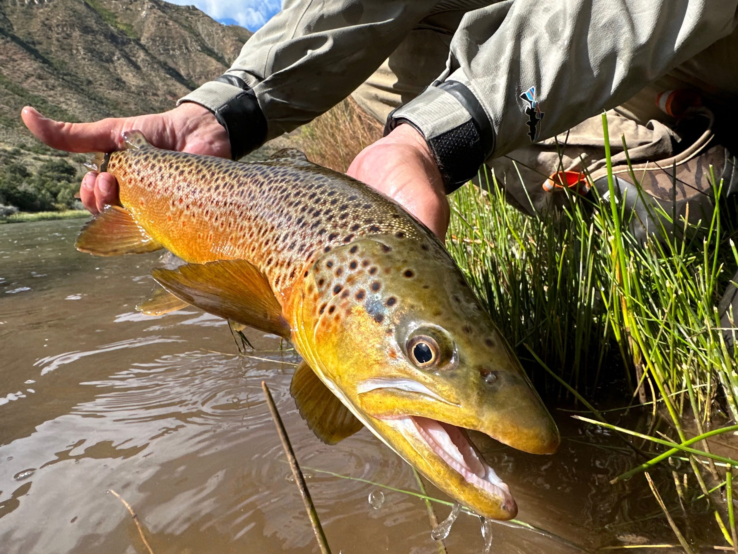 Man caught a Colorado brown trout in river near Aspen Colorado