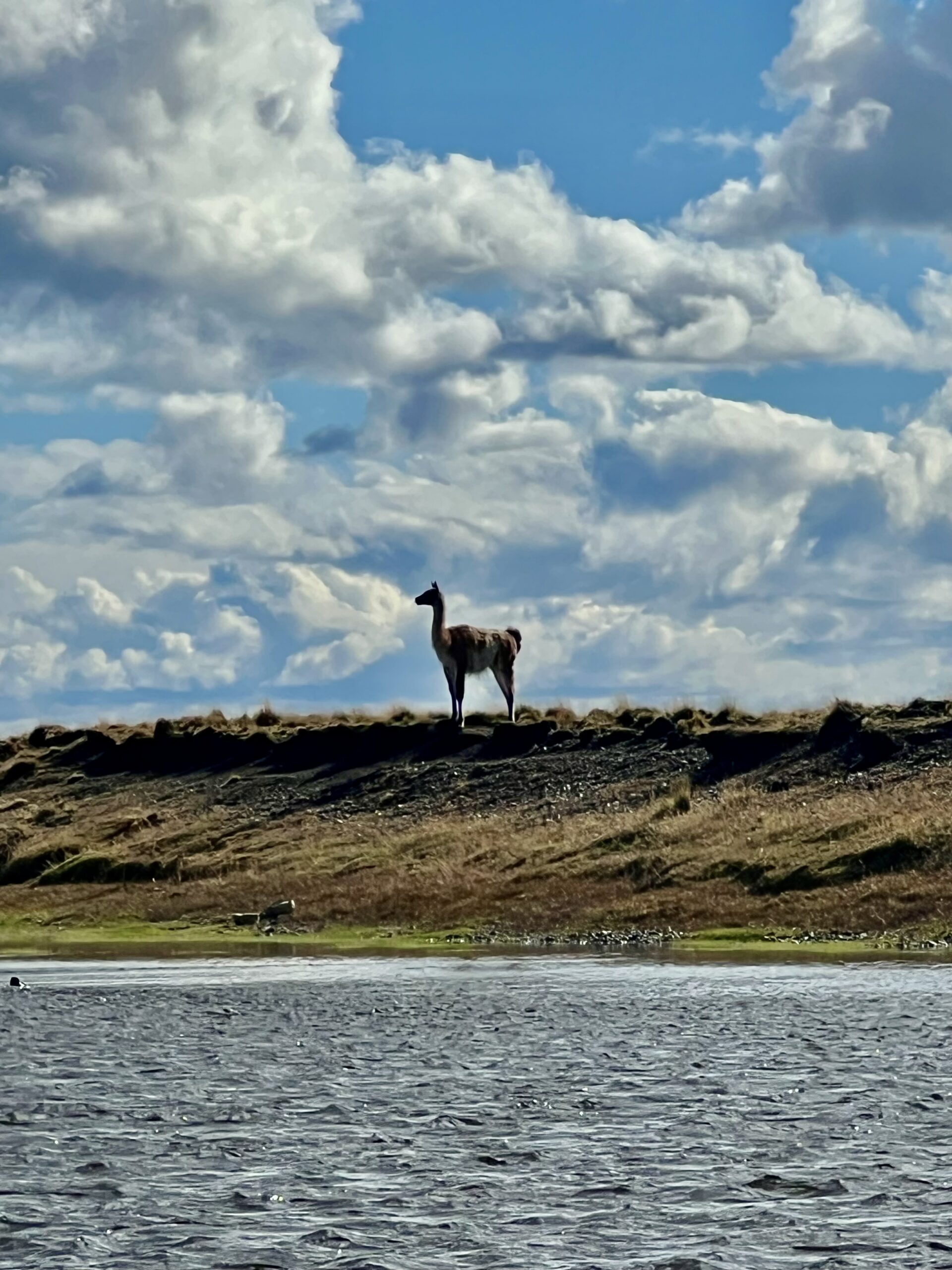 Llama on Colorado River Fly Fishing